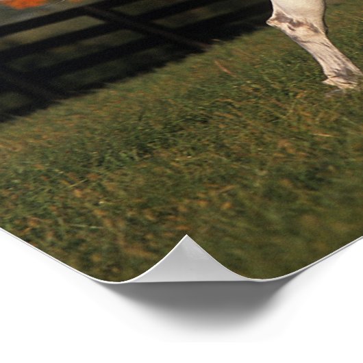 Arabisch paard: herfst 2 poster (Hoek)