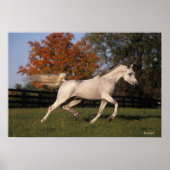 Arabisch paard: herfst 2 poster (Voorkant)
