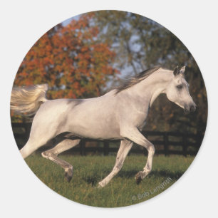 Arabisch paard: herfst 2 ronde sticker