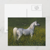 Arabisch paard in bloemen briefkaart (Voorkant / Achterkant)