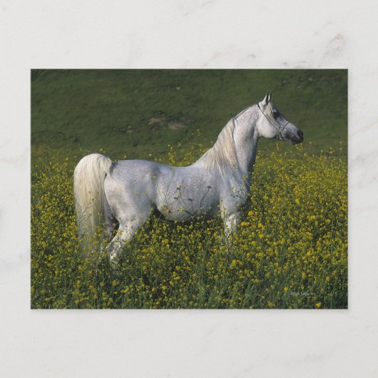 Arabisch paard in bloemen briefkaart (Voorkant)