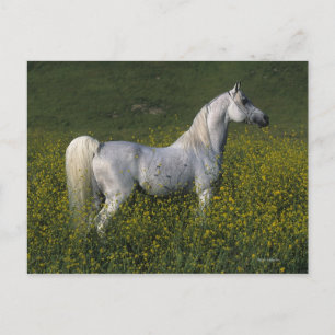 Arabisch paard in bloemen briefkaart