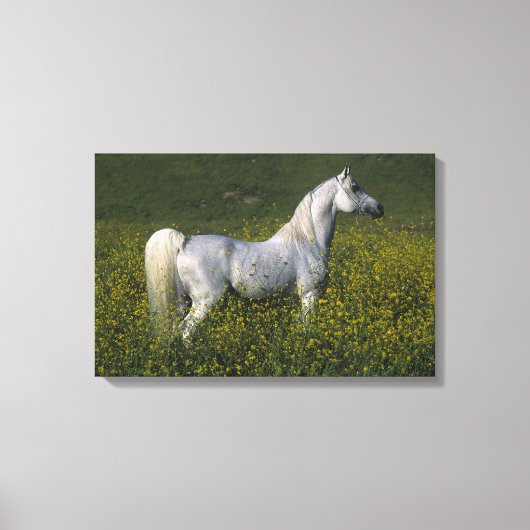Arabisch paard in bloemen canvas afdruk (Voorkant)