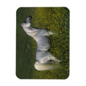 Arabisch paard in bloemen magneet (Verticaal)