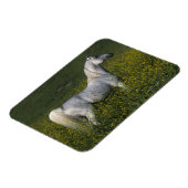 Arabisch paard in bloemen magneet (Linkerzijde)