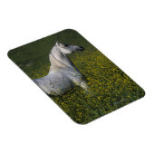 Arabisch paard in bloemen magneet (Rechterzijde)