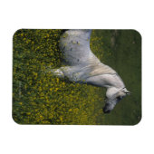 Arabisch paard in bloemen magneet (Horizontaal)