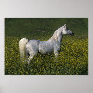 Arabisch paard in bloemen poster