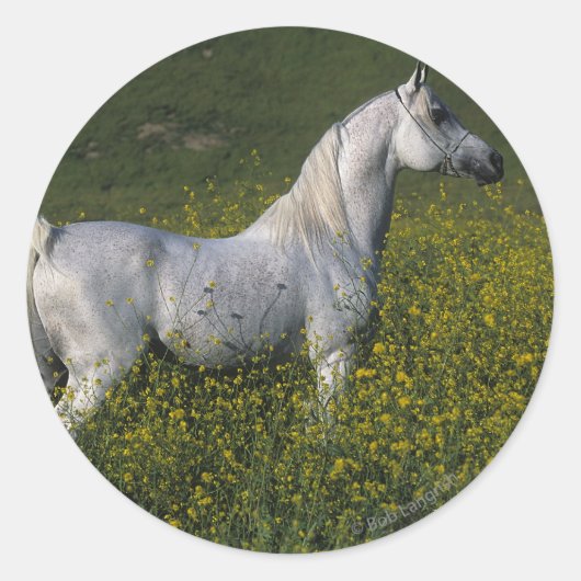 Arabisch paard in bloemen ronde sticker (Voorkant)