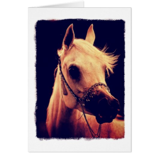 Arabisch paard in een Show Halter (Voorkant)