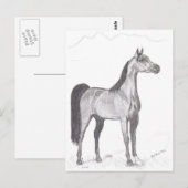 Arabisch paard in Potlood Briefkaart (Voorkant / Achterkant)