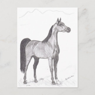 Arabisch paard in Potlood Briefkaart