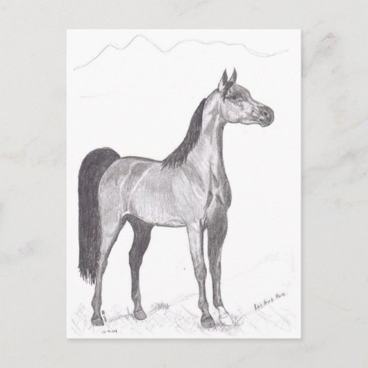 Arabisch paard in Potlood Briefkaart (Voorkant)