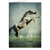 Arabisch paard in water (Voorkant)