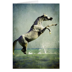 Arabisch paard in water