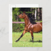 Arabisch paard met vlucht 2 briefkaart (Voorkant / Achterkant)