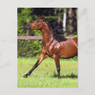 Arabisch paard met vlucht 2 briefkaart
