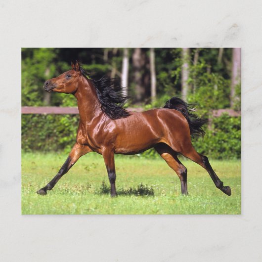 Arabisch paard met vlucht 2 briefkaart (Voorkant)