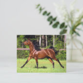 Arabisch paard met vlucht 2 briefkaart (Staand voorkant)