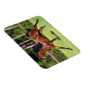 Arabisch paard met vlucht 2 magneet (Rechterzijde)