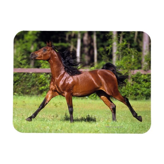 Arabisch paard met vlucht 2 magneet (Horizontaal)