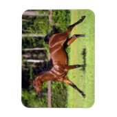 Arabisch paard met vlucht 2 magneet (Verticaal)