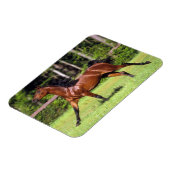 Arabisch paard met vlucht 2 magneet (Linkerzijde)