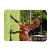 Arabisch paard met vlucht 2 magneet (Horizontaal)
