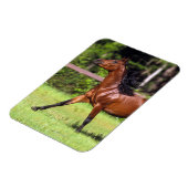Arabisch paard met vlucht 2 magneet (Linkerzijde)
