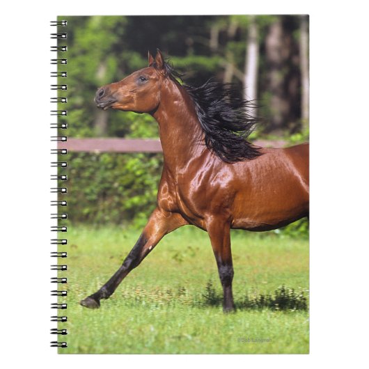 Arabisch paard met vlucht 2 notitieboek (Voorkant)