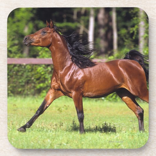 Arabisch paard met vlucht 2 onderzetter (Voorkant)