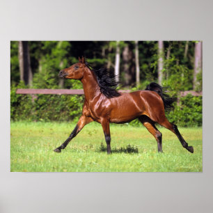 Arabisch paard met vlucht 2 poster