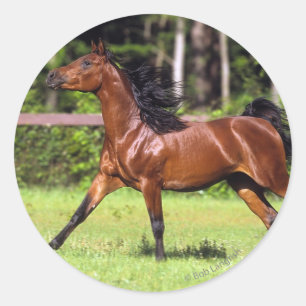 Arabisch paard met vlucht 2 ronde sticker