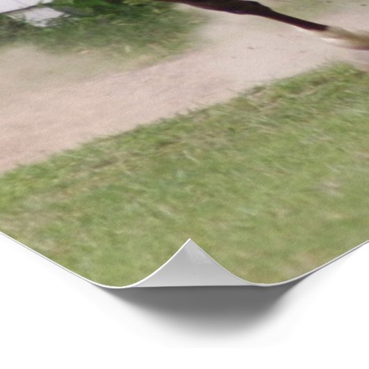 Arabisch paard poster (Hoek)