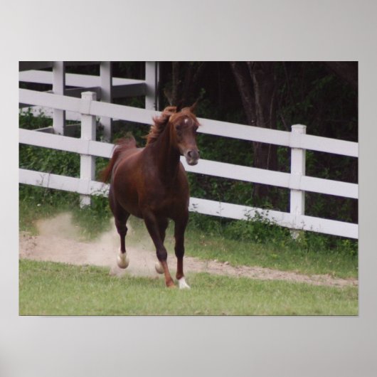 Arabisch paard poster (Voorkant)