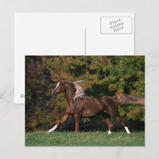 Arabisch paard rijdend in grijsveld briefkaart (Voorkant / Achterkant)