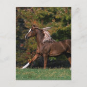 Arabisch paard rijdend in grijsveld briefkaart (Voorkant)