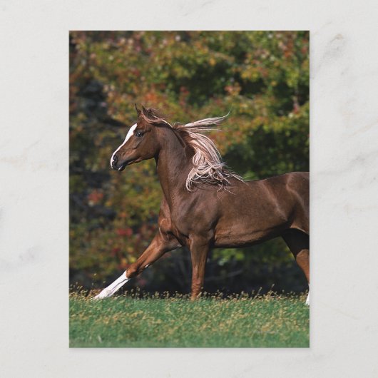 Arabisch paard rijdend in grijsveld briefkaart (Voorkant)