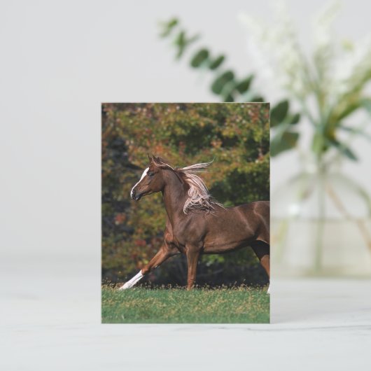 Arabisch paard rijdend in grijsveld briefkaart (Staand voorkant)