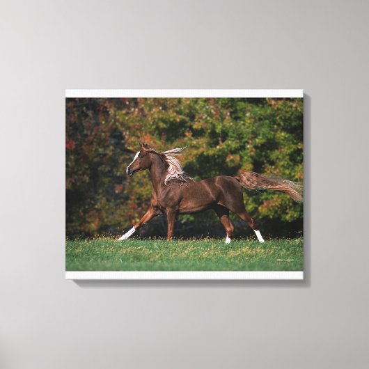 Arabisch paard rijdend in grijsveld canvas afdruk (Voorkant)
