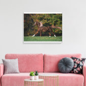 Arabisch paard rijdend in grijsveld canvas afdruk (Insitu (Woonkamer))