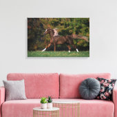Arabisch paard rijdend in grijsveld canvas afdruk (Insitu (Woonkamer))