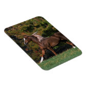 Arabisch paard rijdend in grijsveld magneet (Rechterzijde)