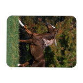 Arabisch paard rijdend in grijsveld magneet (Horizontaal)