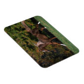 Arabisch paard rijdend in grijsveld magneet (Rechterzijde)