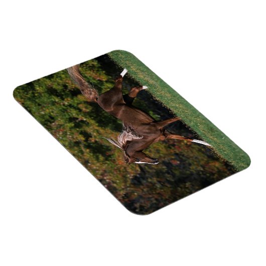 Arabisch paard rijdend in grijsveld magneet (Rechterzijde)