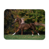 Arabisch paard rijdend in grijsveld magneet (Horizontaal)