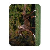 Arabisch paard rijdend in grijsveld magneet (Verticaal)