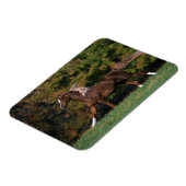 Arabisch paard rijdend in grijsveld magneet (Linkerzijde)