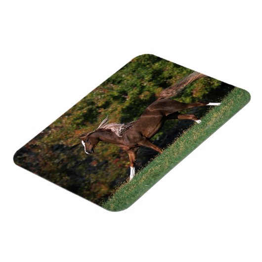 Arabisch paard rijdend in grijsveld magneet (Linkerzijde)